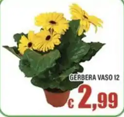 Top Supermercati Gerbera vaso 12 offerta