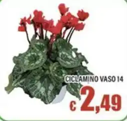 Top Supermercati Ciclamino vaso 14 offerta