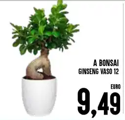 Al Discount A Bonsai Ginseng Vaso 12 offerta