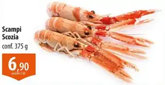 Scampi Scozia
