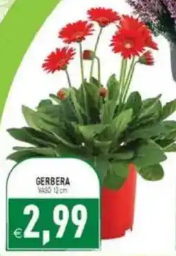 Pim Supermercati Gerbera offerta