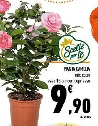 Conad Superstore Piante camelia offerta