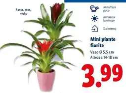 Lidl Mini piante fiorite offerta