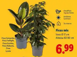 Lidl Ficus mix offerta