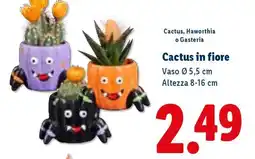 Lidl Cactus in fiore offerta
