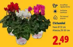 Lidl Ciclamini offerta