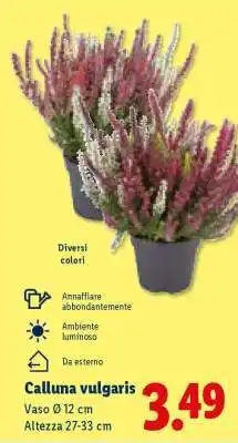 Lidl Calluna vulgaris offerta