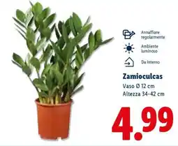 Lidl Zamioculcas offerta