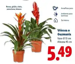 Lidl Vriesea o Guzmania offerta