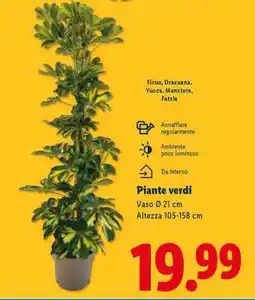 Lidl Piante verdi offerta