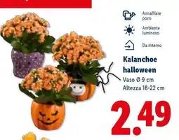 Lidl Kalanchoe halloween offerta