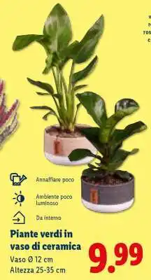 Lidl Piante verdi in vaso di ceramica offerta