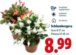 Lidl Schlumbergera offerta