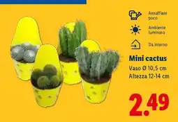 Lidl Mini Cactus offerta