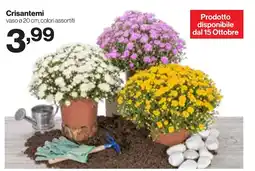 In'S Mercato Crisantemi offerta