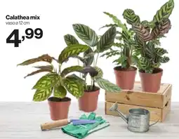 In'S Mercato Calathea mix offerta