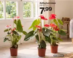 In'S Mercato Anthurium rosso offerta