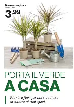 In'S Mercato Dracena marginata offerta