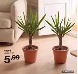 In'S Mercato Yucca offerta