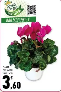 Conad Margherita Ciclamino offerta