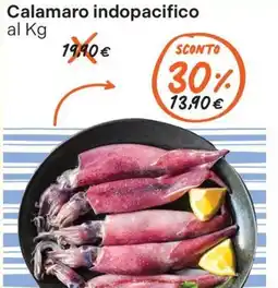Gelmarket Calamaro indopacifico offerta