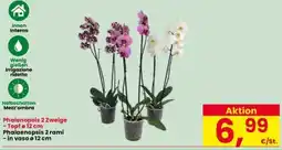 Interspar Phalaenopsis 2 rami offerta