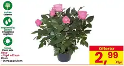 Interspar Rose Rosa offerta