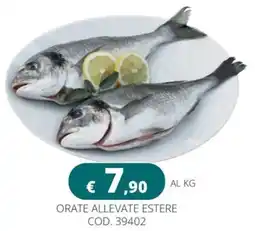 Altasfera Orate allevate estere offerta