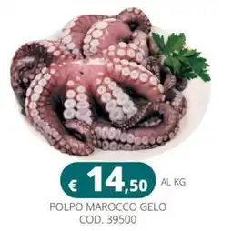 Altasfera Polpo Marocco Gelo offerta