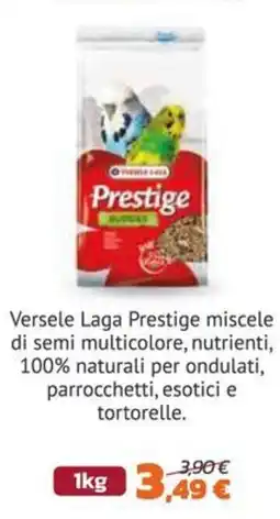 Joe Zampetti Versele Laga Prestige offerta
