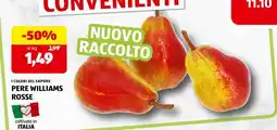 ALDI PERE WILLIAMS ROSSE offerta
