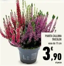 Conad Tuday Pianta Calluna Tricolor offerta