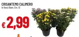 IperFamila Crisantemo Calimero offerta