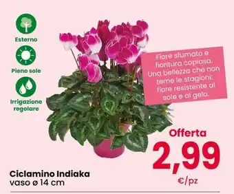 Ciclamino Indiaka