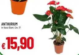 Galassia Anthurium offerta