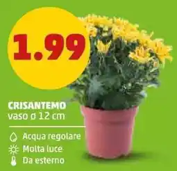 PENNY Crisantemo offerta