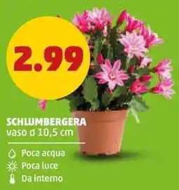 PENNY Schlumbergera offerta