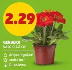 PENNY Gerbera offerta