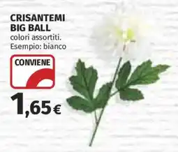 Ipercoop Crisantemi Big Ball offerta