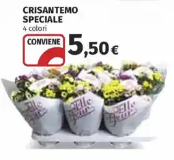 Ipercoop Crisantemo speciale offerta