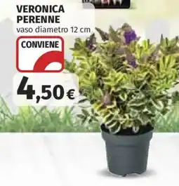 Ipercoop Veronica perenne offerta