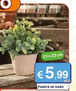 Mister Risparmio Pianta in vaso offerta