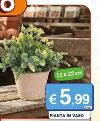 Pianta in vaso