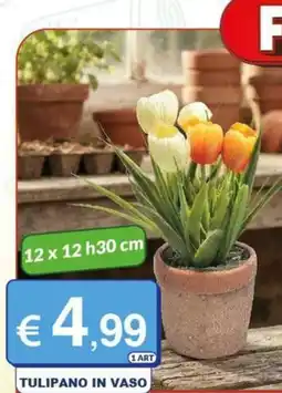 Mister Risparmio Tulipano in vaso offerta