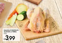 Bennet Gallina eviscerata allevata a terra offerta