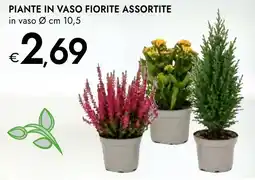 Bennet Piante in vaso fiorite assortite offerta
