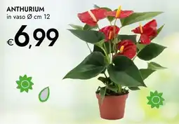 Bennet Anthurium offerta