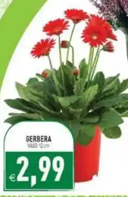 Supermercati Agorà Gerbera offerta