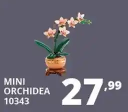 Comet Mini orchidea offerta