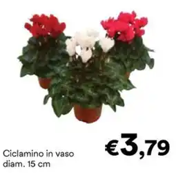 Unes Ciclamino in vaso offerta